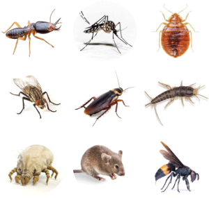 jasa fumigasi dan pest control semarang demak kendal ungaran ambarawa magelang jawa tengah 02